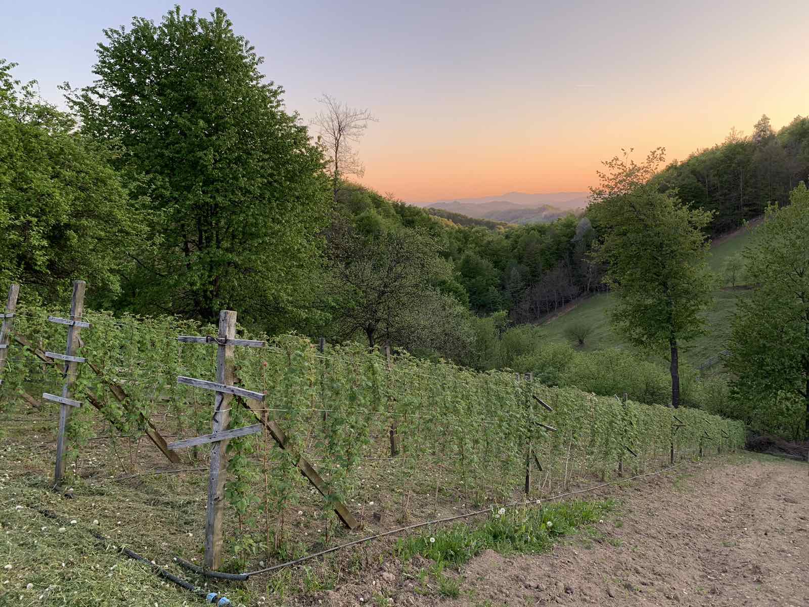 Slika Obnovljen zasad maline i zalazak sunca.jpg